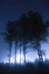 夜晚树林