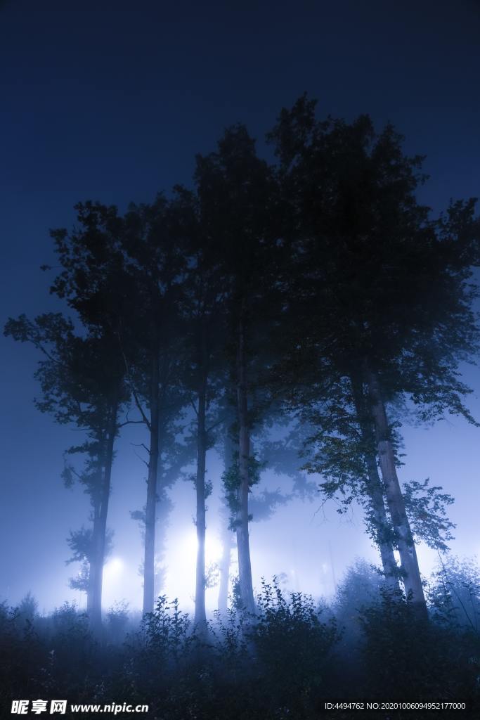夜晚树林