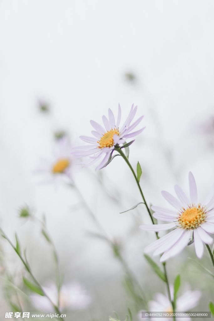 雏菊
