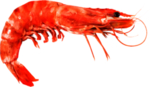 虾