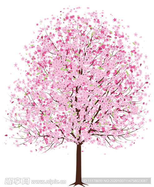 樱花