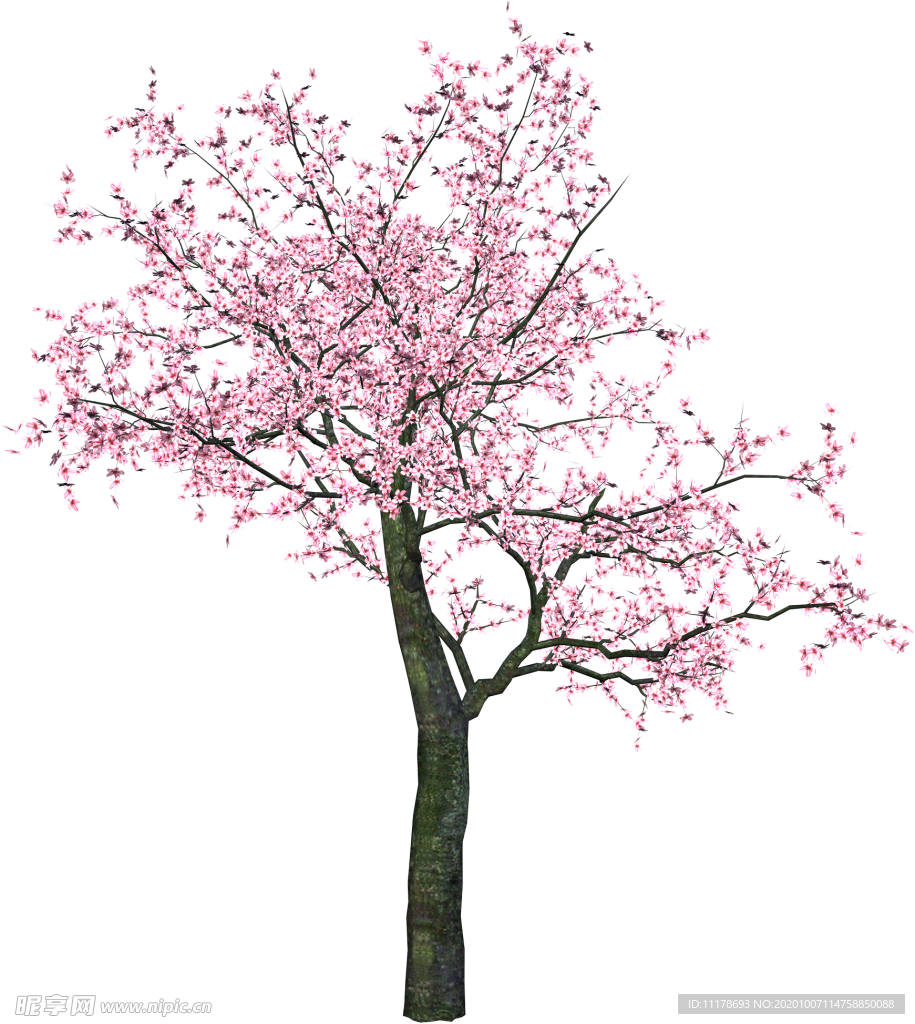 樱花