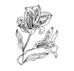 百合花