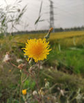 野菊
