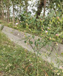 野草