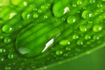 水珠