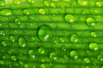 水珠