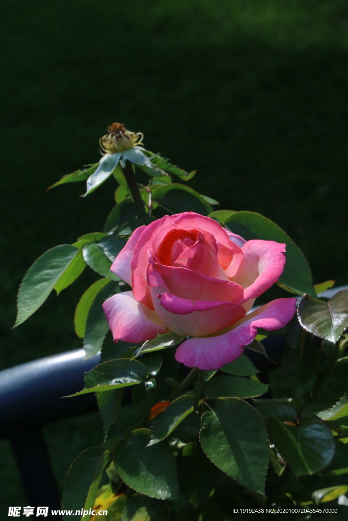 月季花