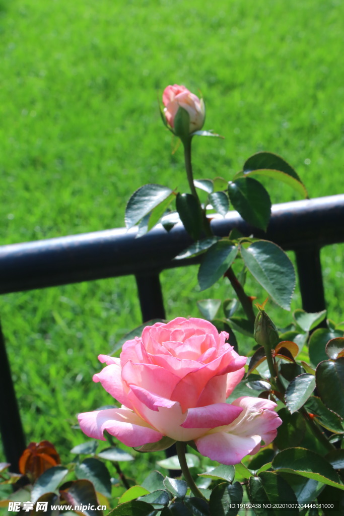 月季花