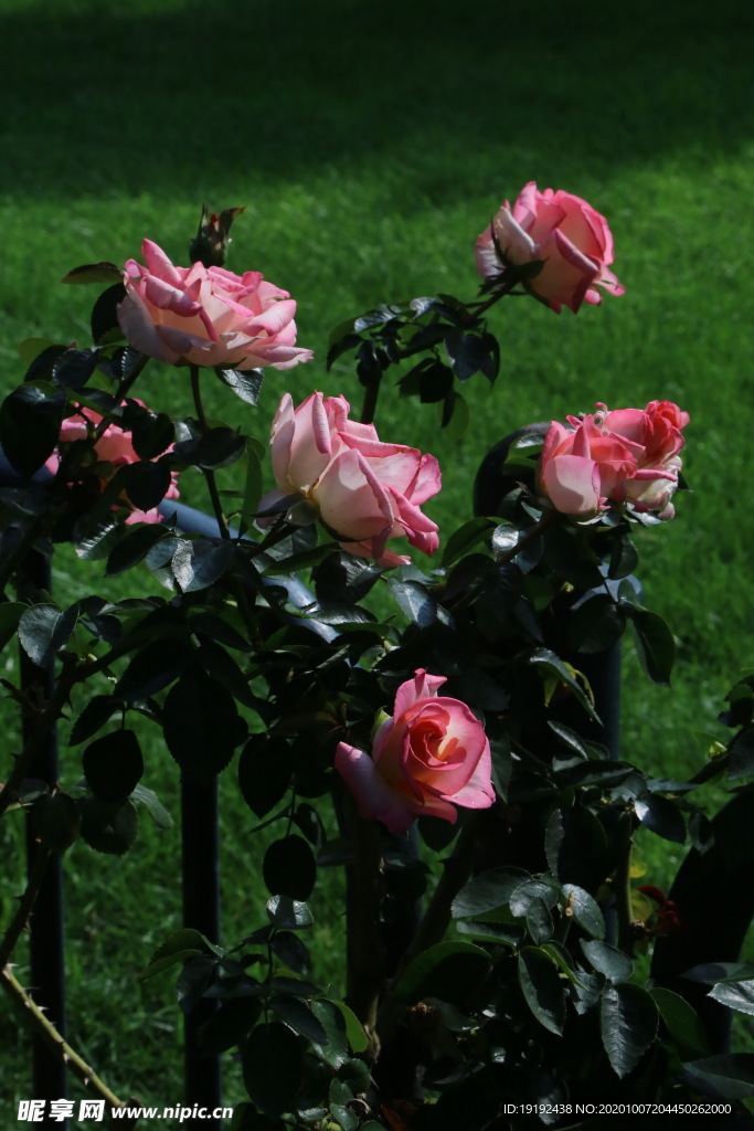 月季花