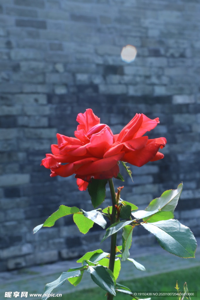 月季花