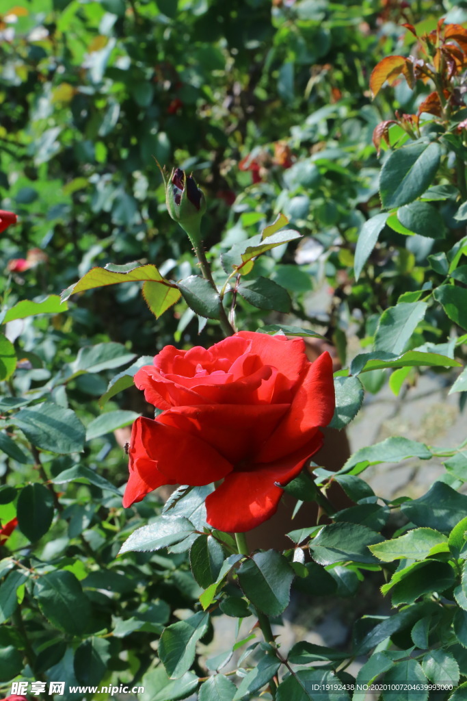 月季花