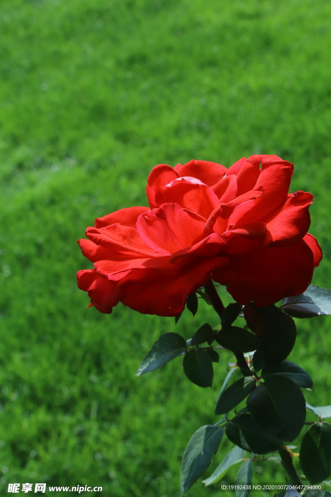 月季花