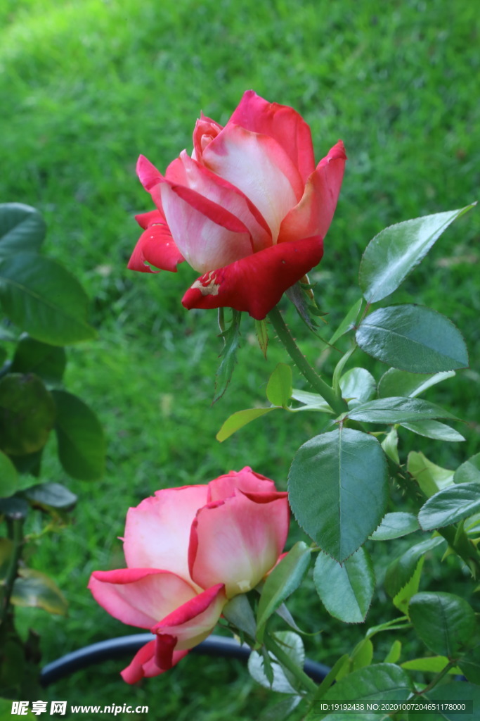 月季花
