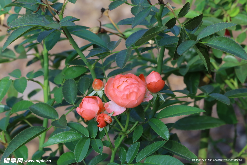 月季花