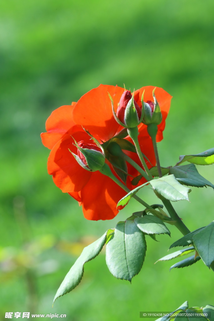月季花