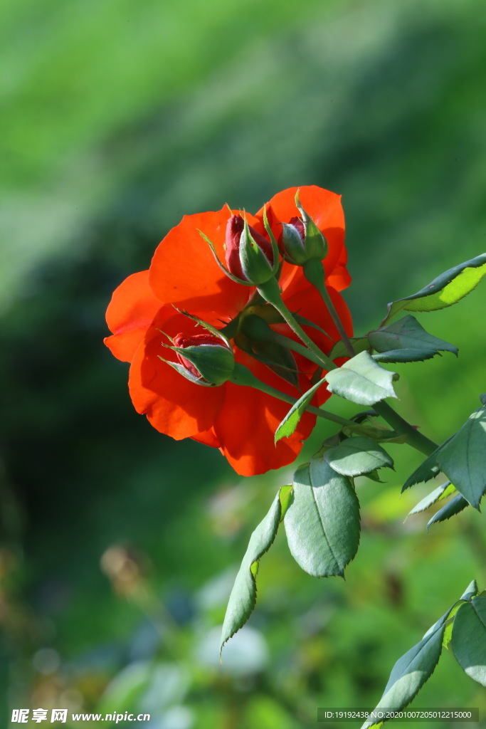 月季花
