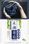 葡萄