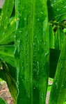 雨后