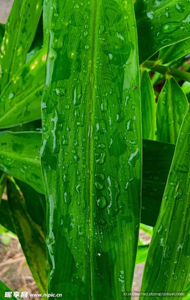 雨后