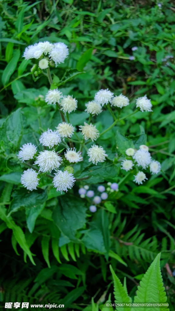 白花