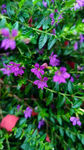 紫花