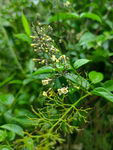 小黄花