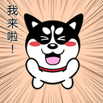 哈士奇