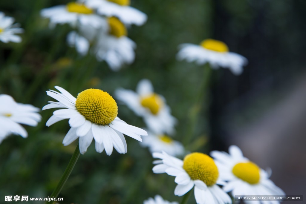 秋菊