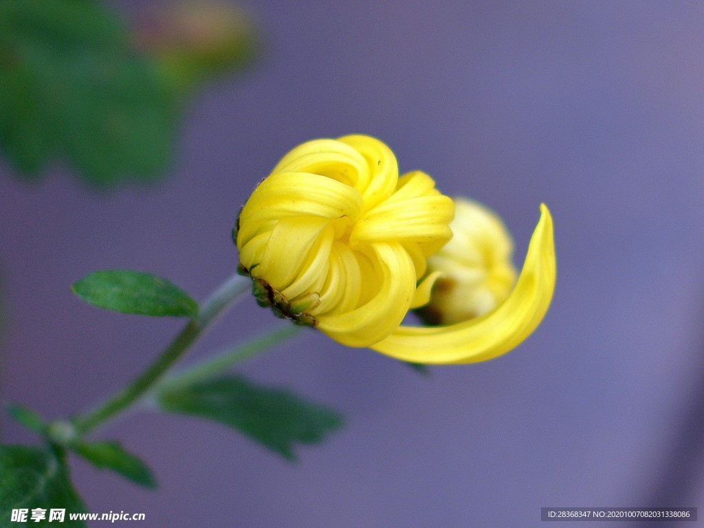 秋菊