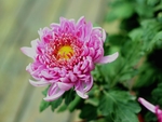 秋菊