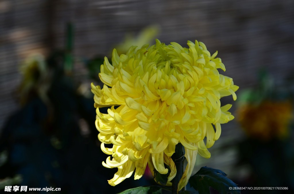 秋菊