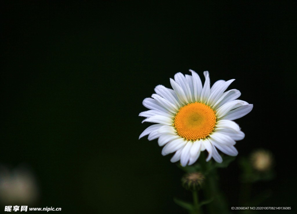 秋菊