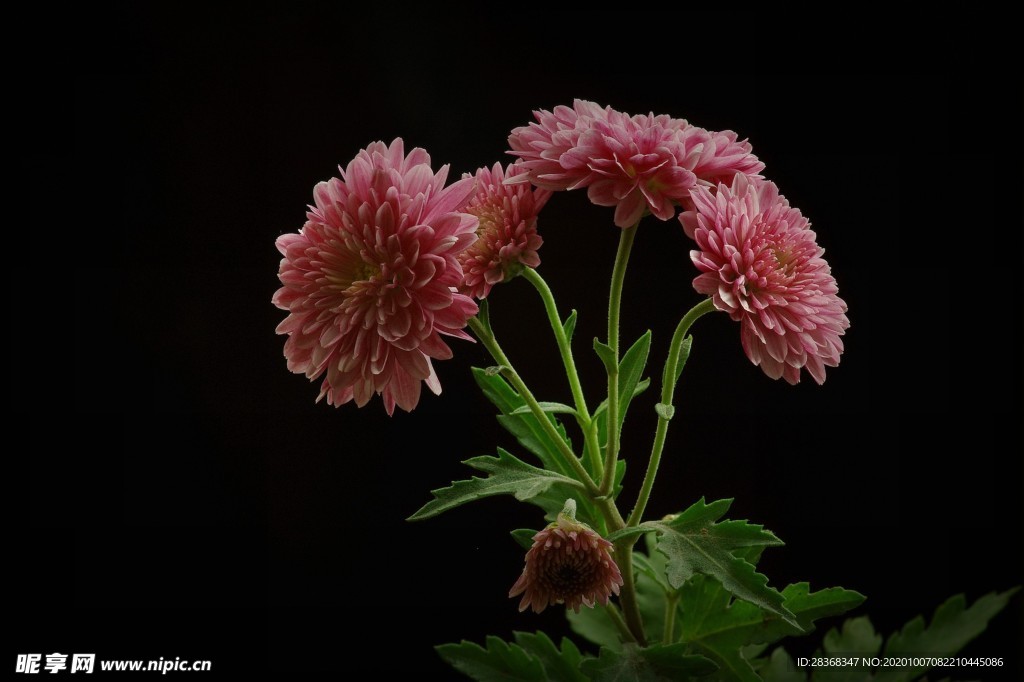 秋菊