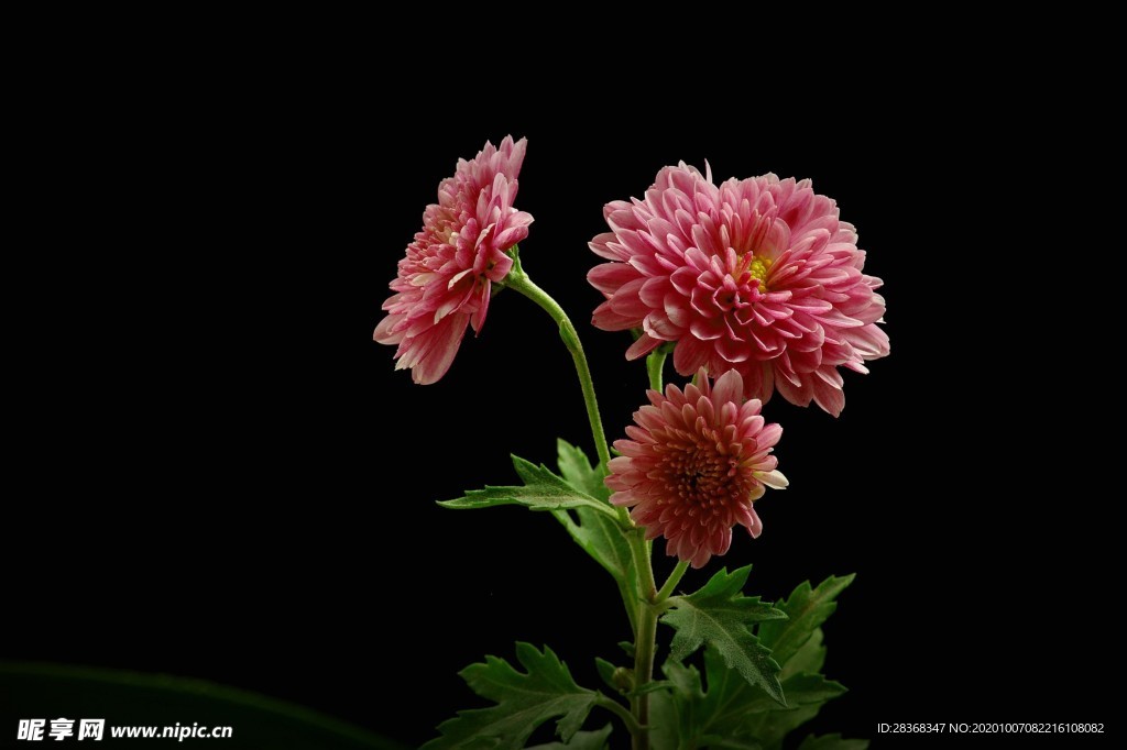秋菊