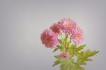 秋菊