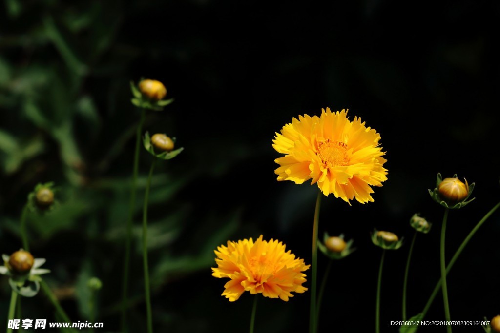 秋菊