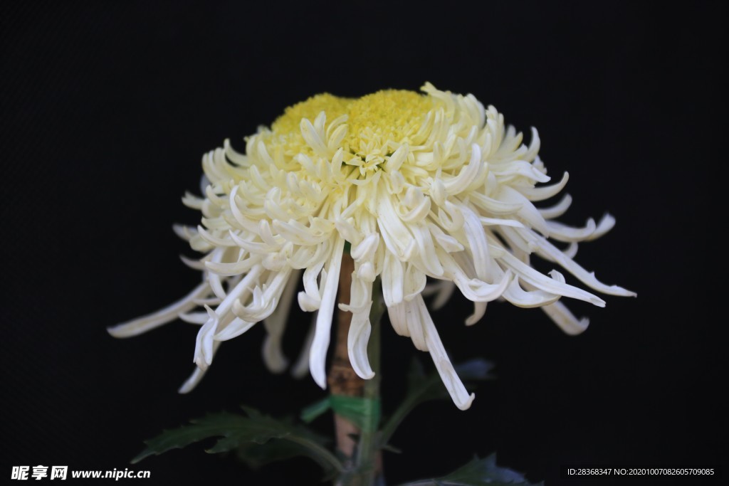 秋菊