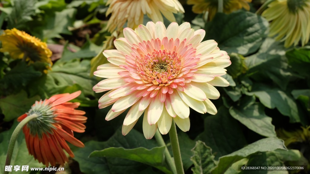 秋菊