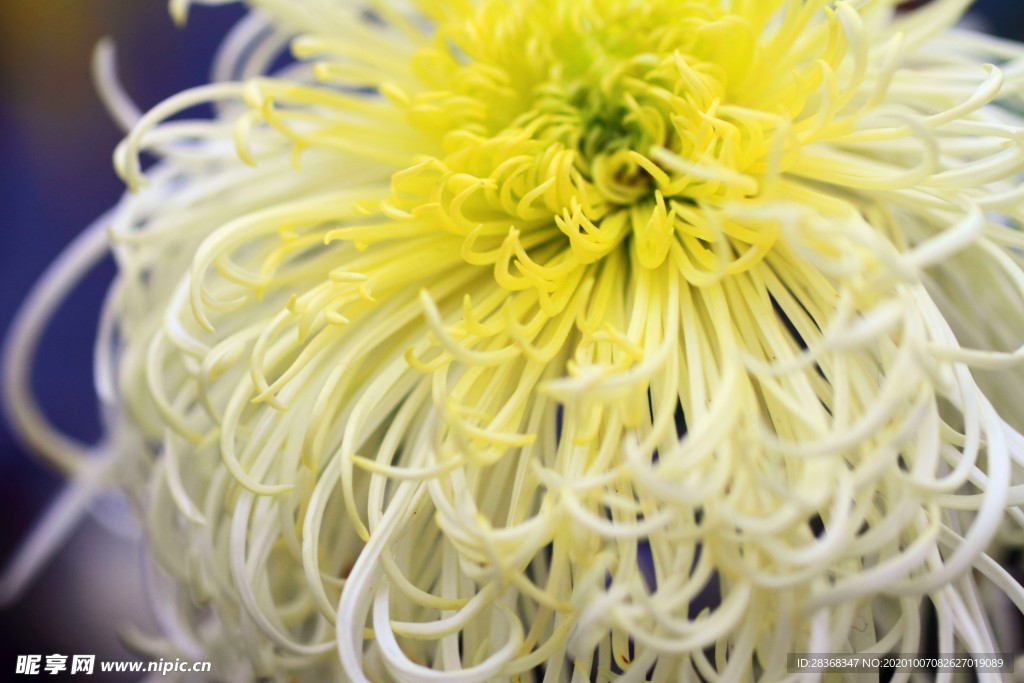 秋菊
