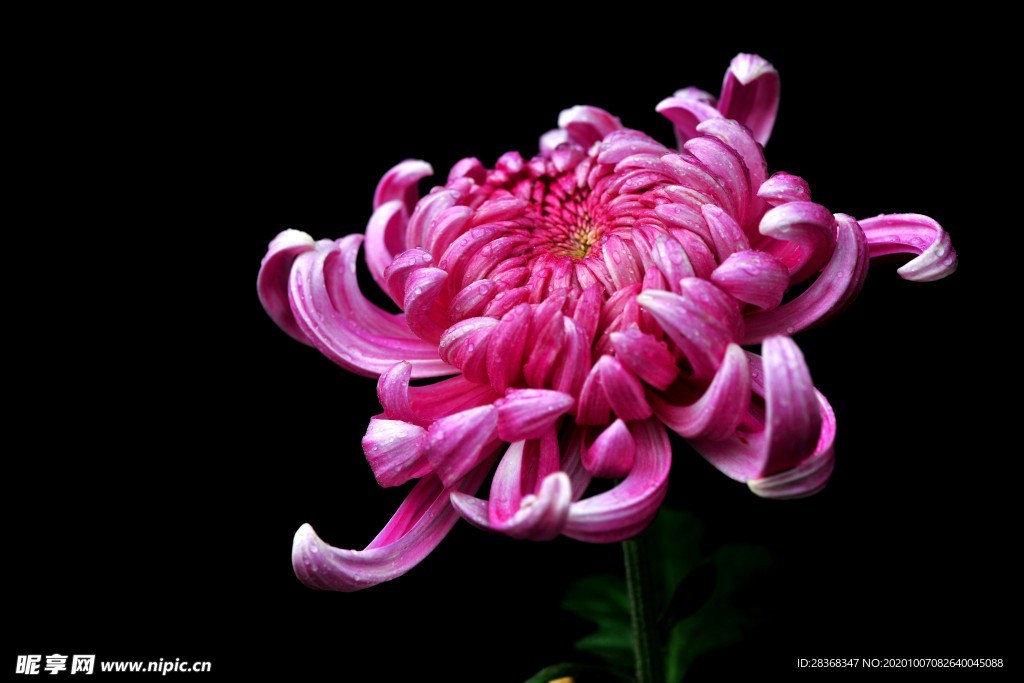 秋菊