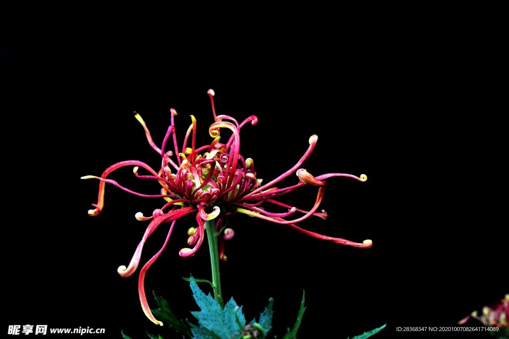 秋菊