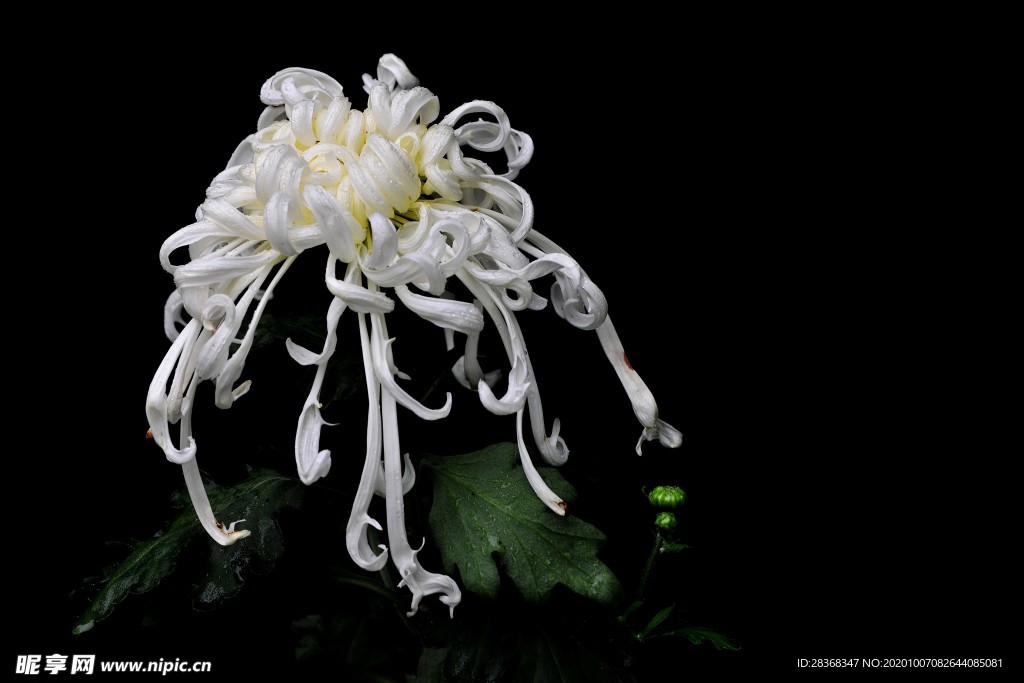 秋菊