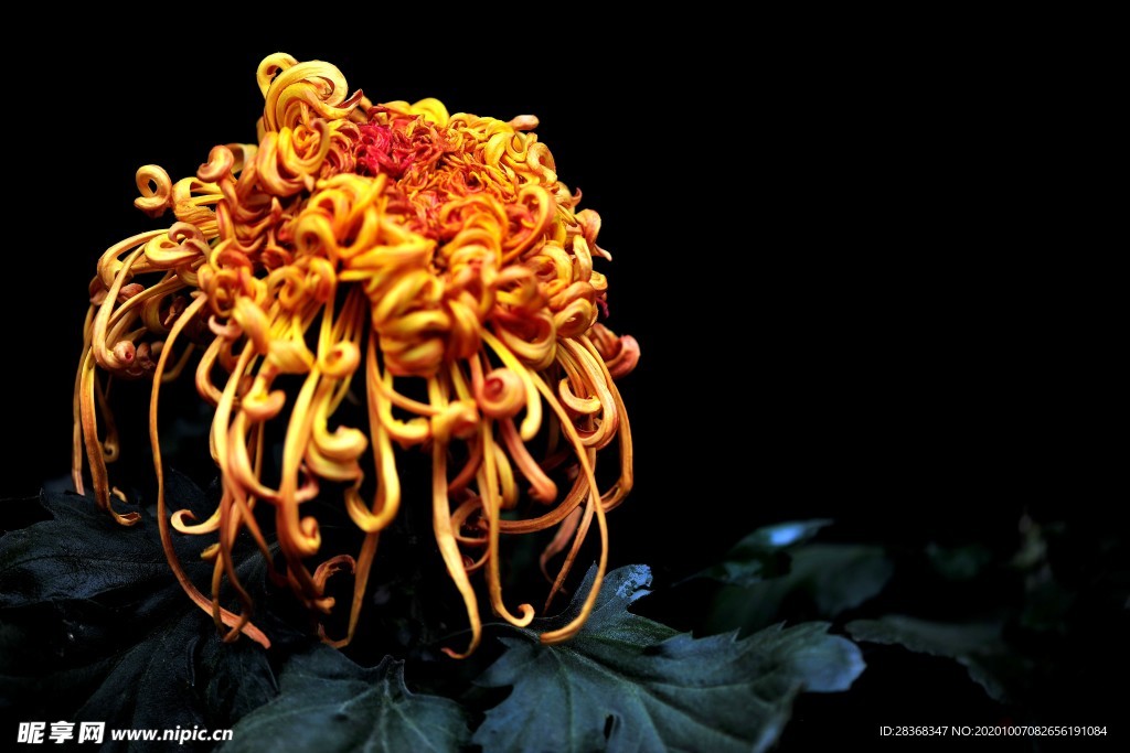 秋菊