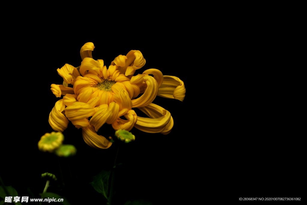 秋菊