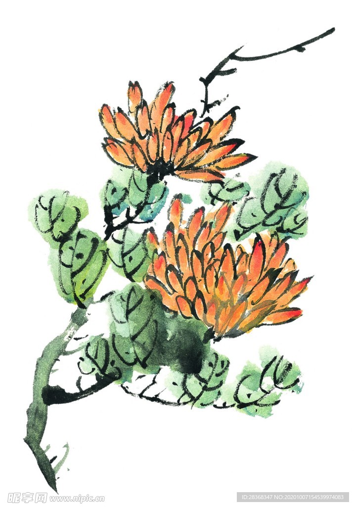 菊花素材