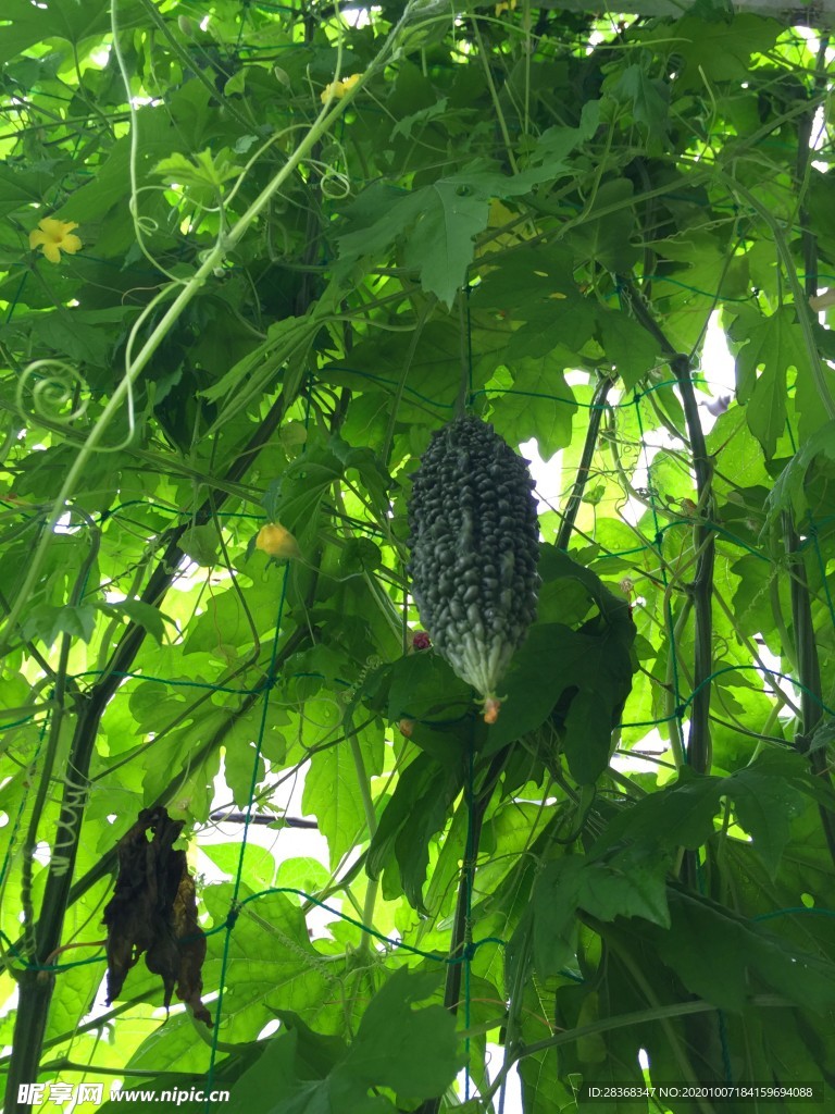 农家苦瓜