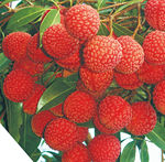 荔枝