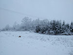 雪与狗