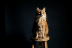凳子上的猫
